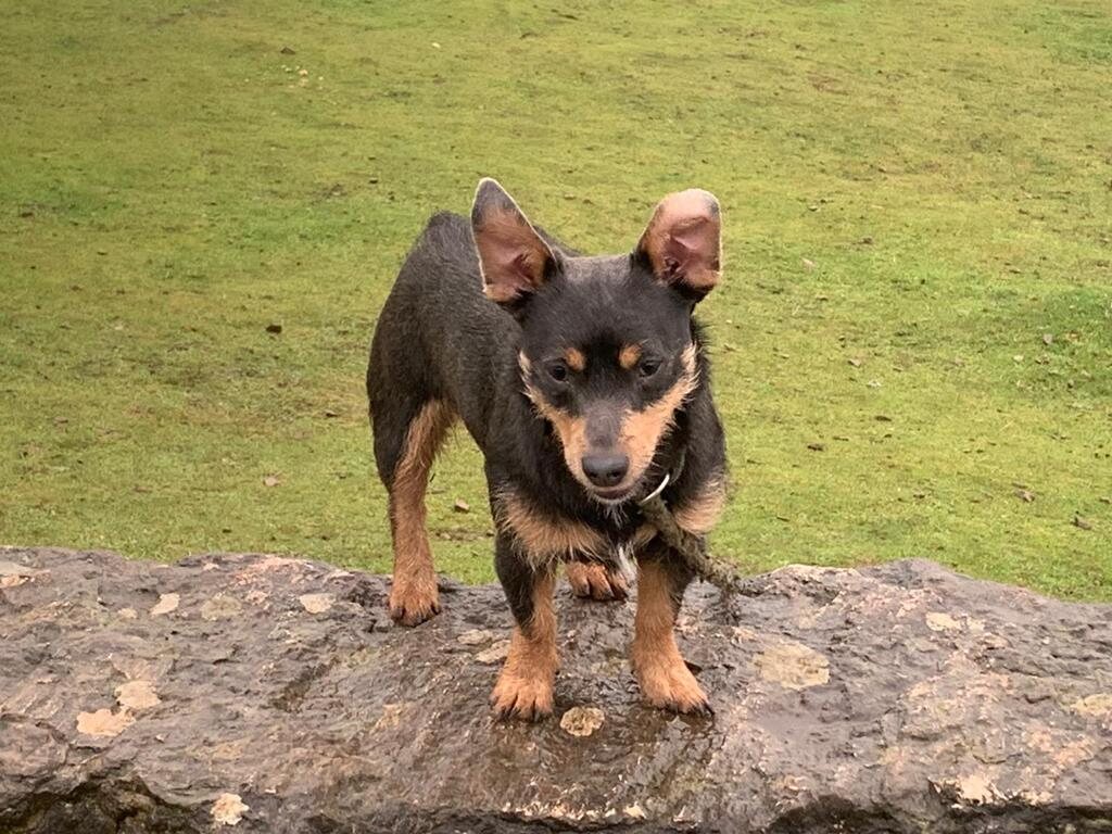 Jasper - House of Jacks stud dog