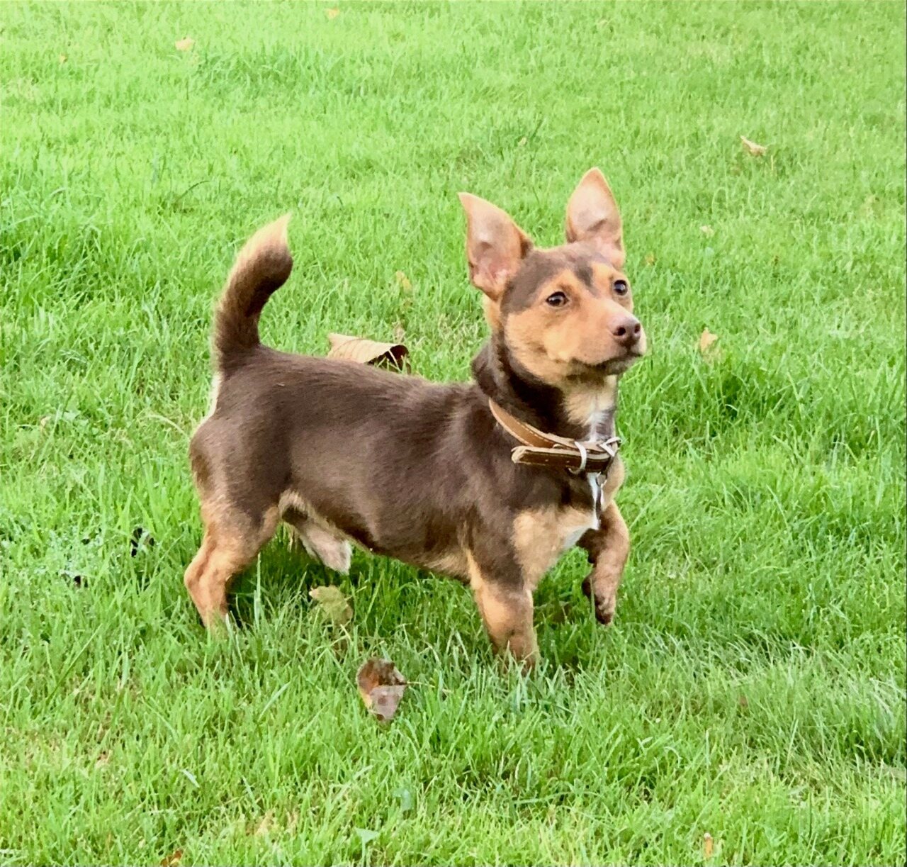 Jimmy James - House of Jacks stud dog