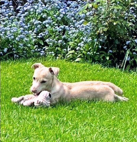 Juke - House of Jacks stud dog