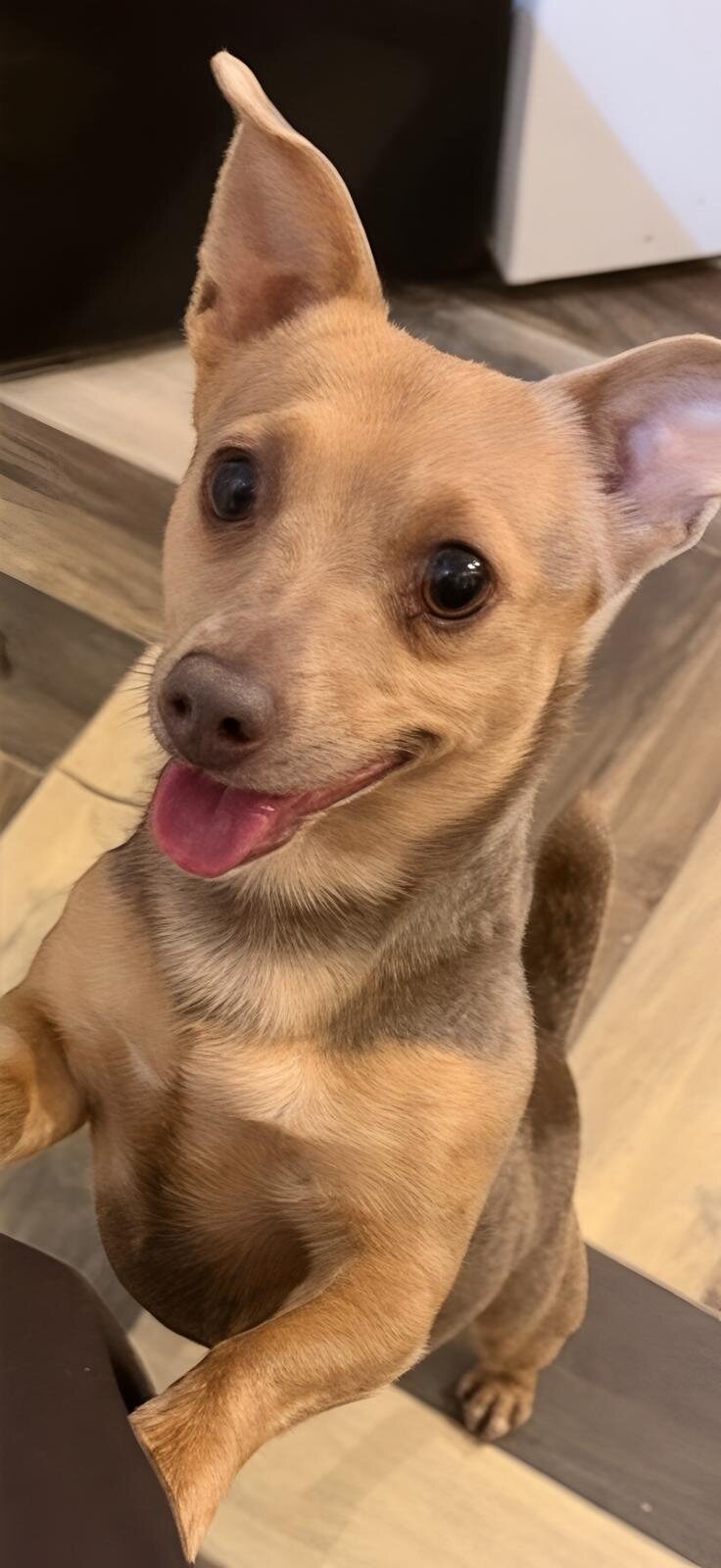Mango - House of Jacks Jack Russell