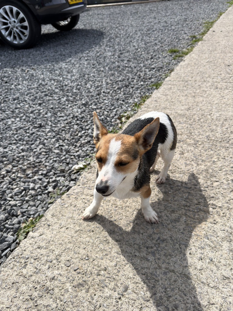 Maple - House of Jacks Jack Russell