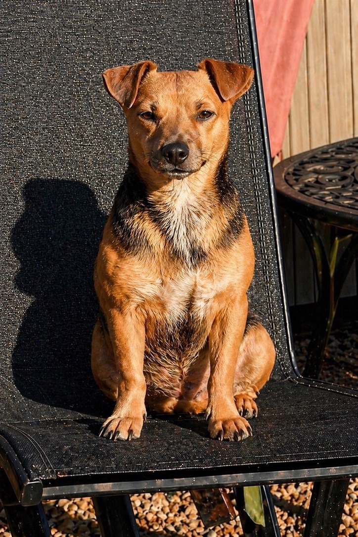 Marge - House of Jacks Jack Russell