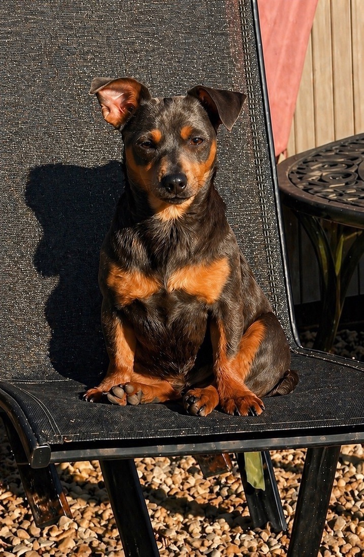 Margo - House of Jacks Jack Russell