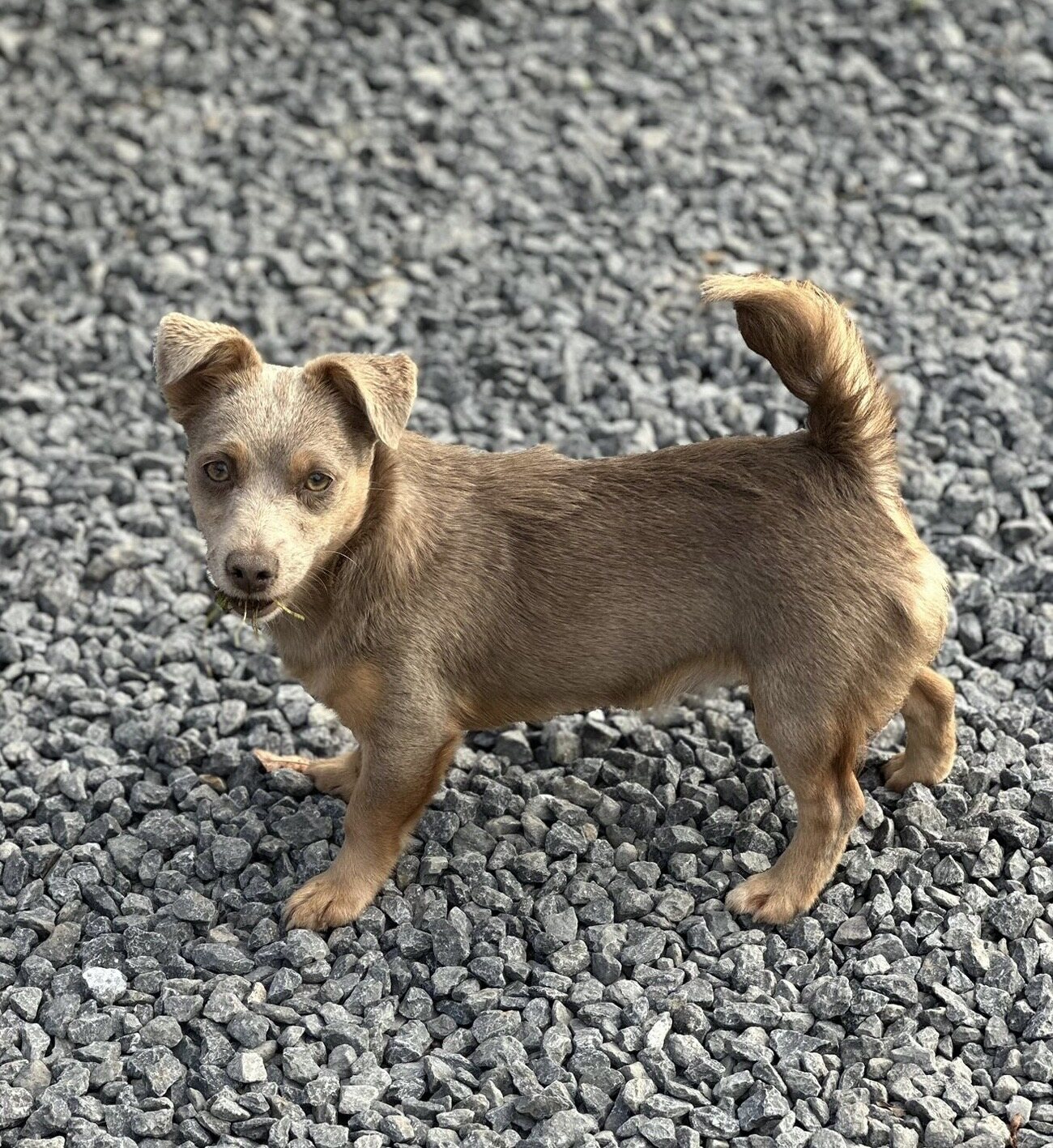 Mary - House of Jacks Jack Russell