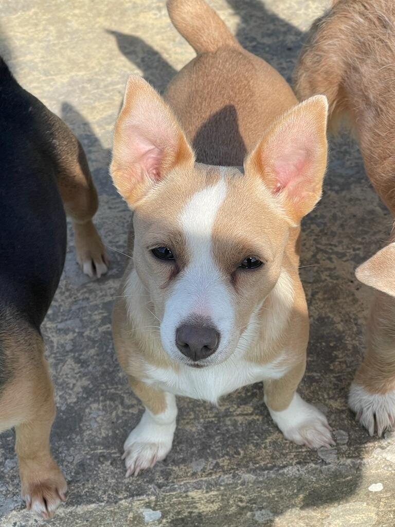 Mavis - House of Jacks Jack Russell