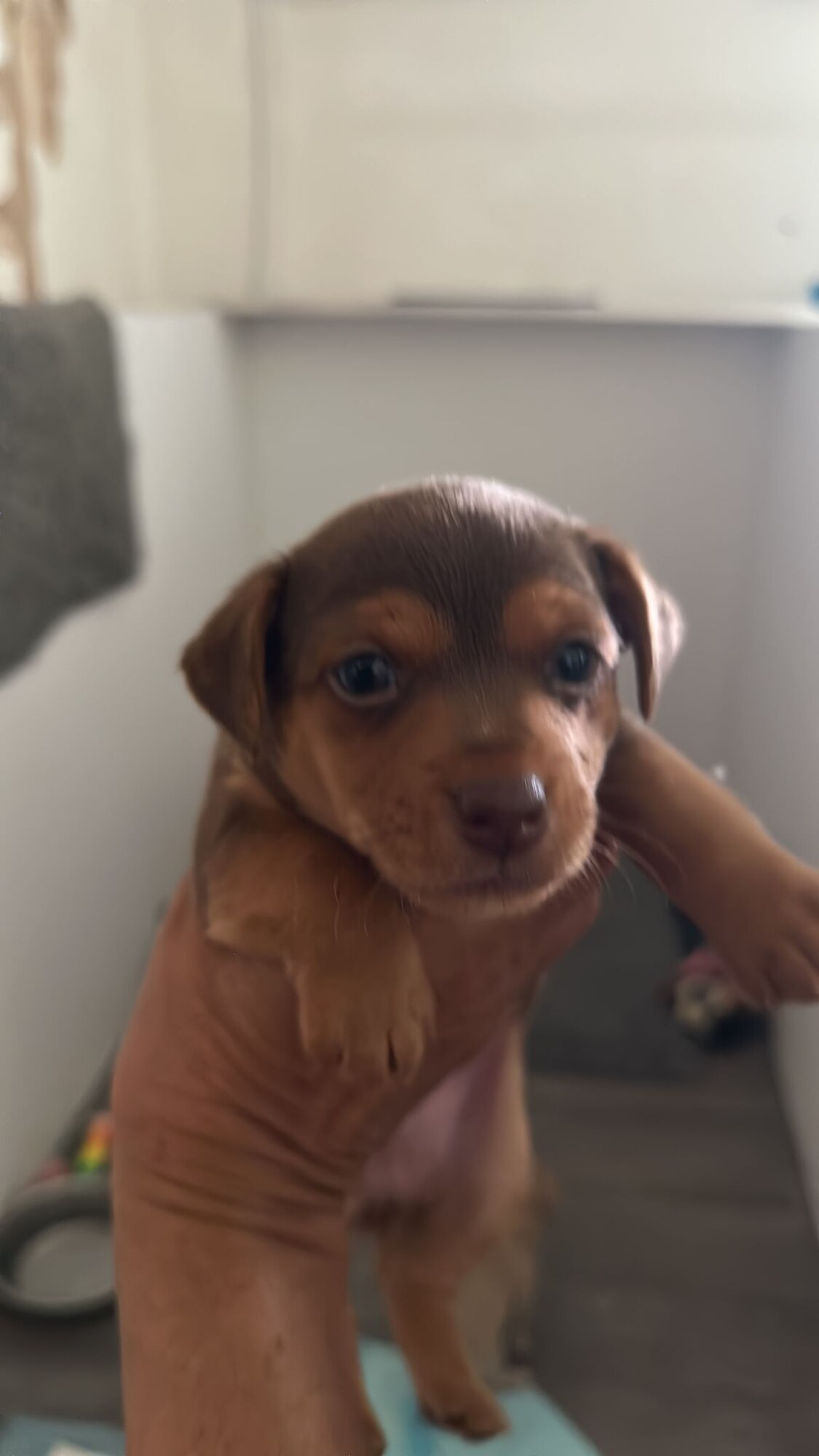 House of Jacks puppy from a previous litter 1