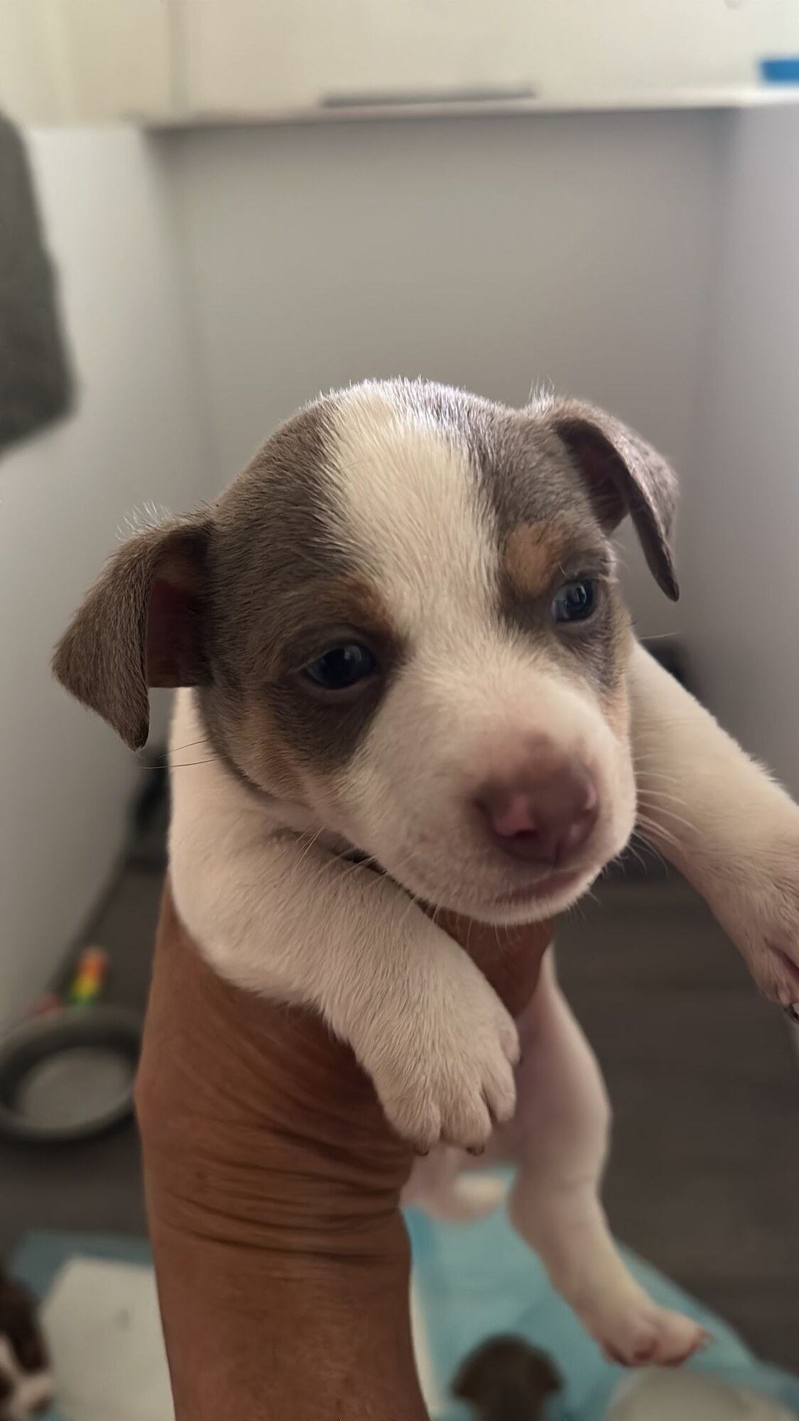 House of Jacks puppy from a previous litter 2