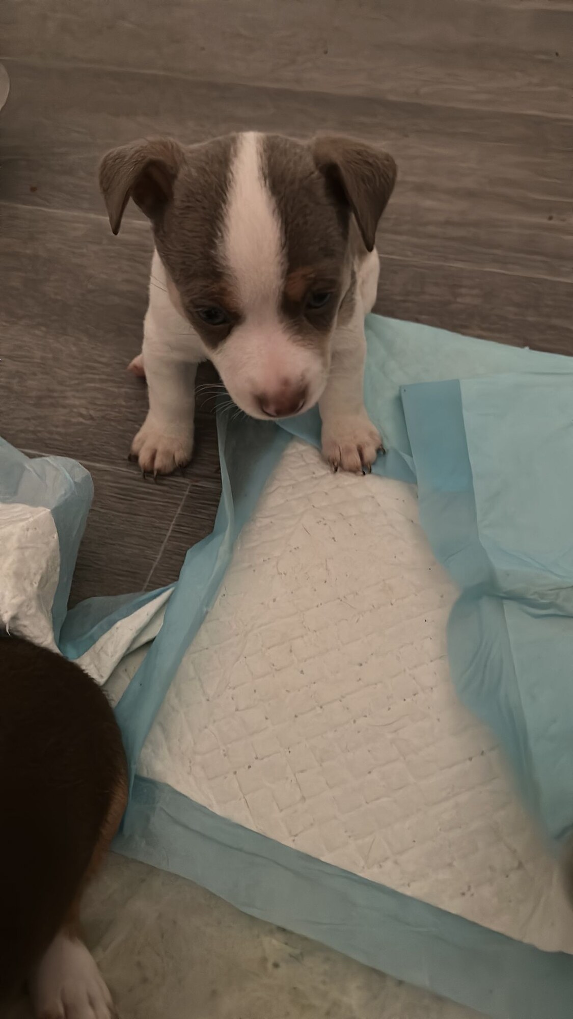 House of Jacks puppy from a previous litter 3