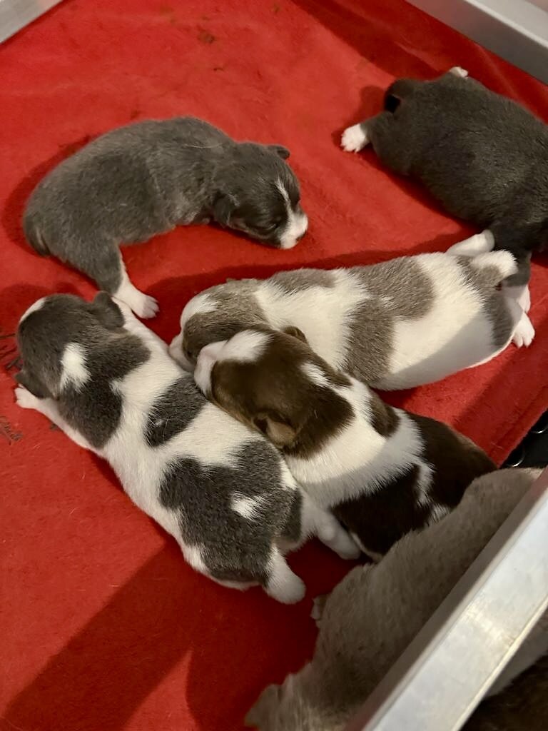 House of Jacks puppy from a previous litter 4