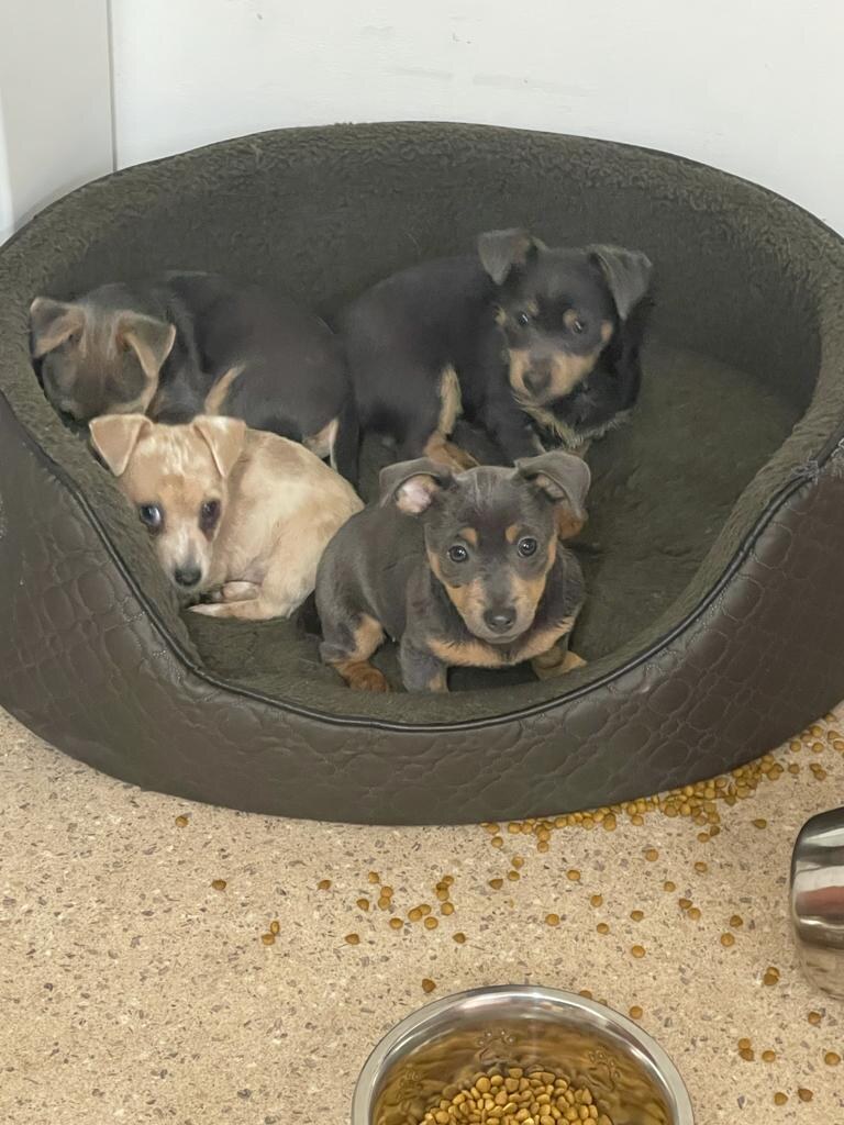 House of Jacks puppy from a previous litter 5