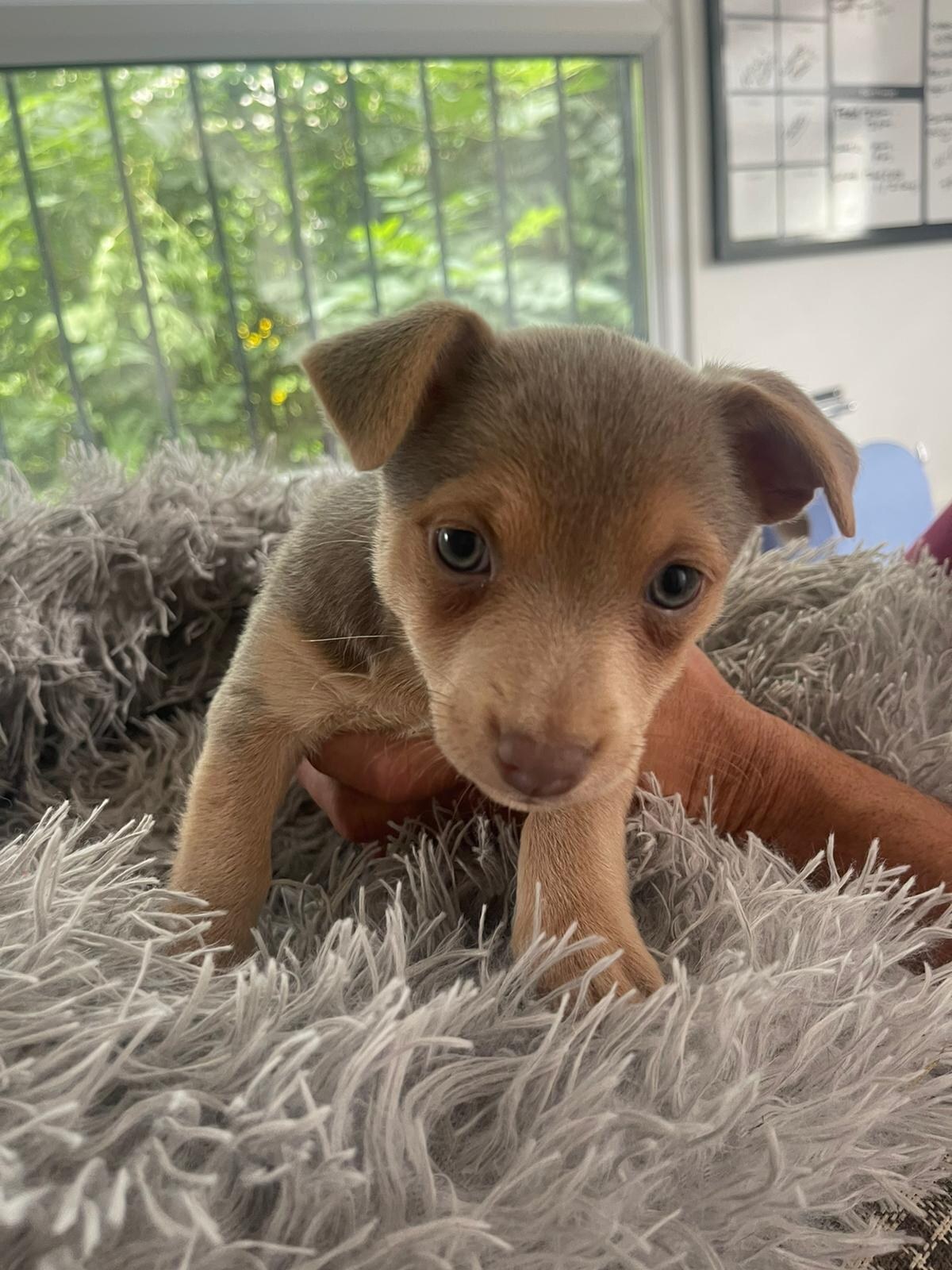 House of Jacks puppy from a previous litter 6