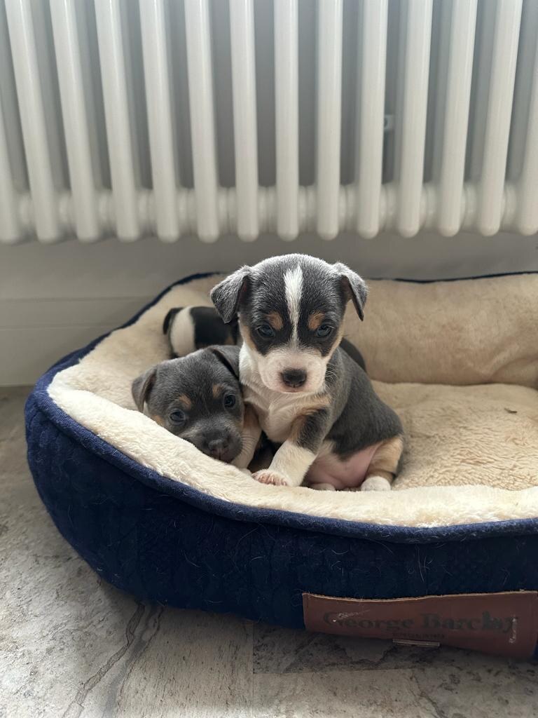 House of Jacks puppy from a previous litter 7