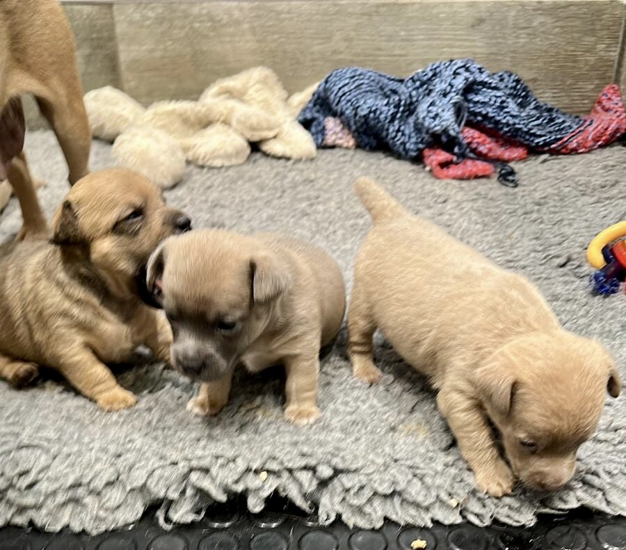 House of Jacks puppy from a previous litter 8