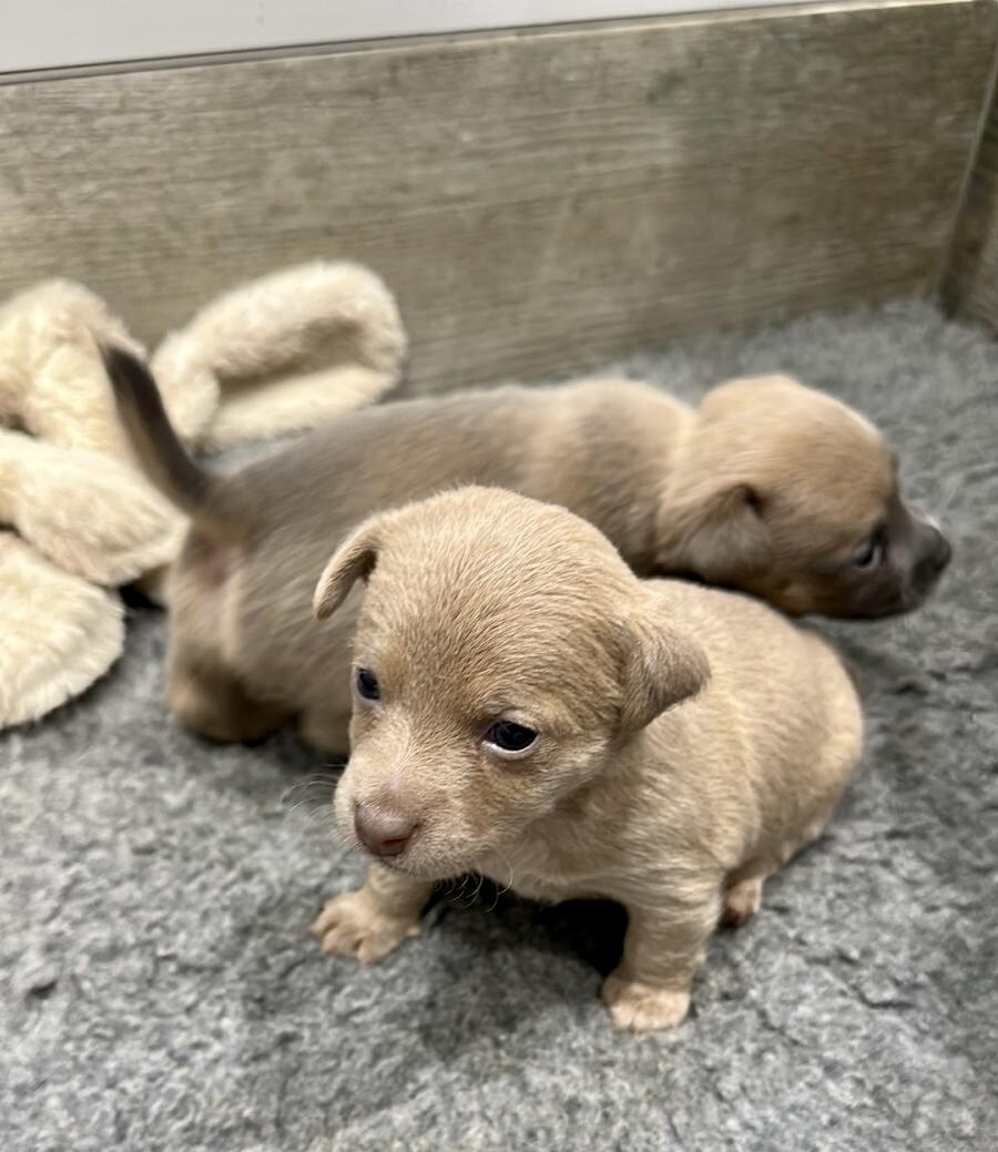 House of Jacks puppy from a previous litter 9