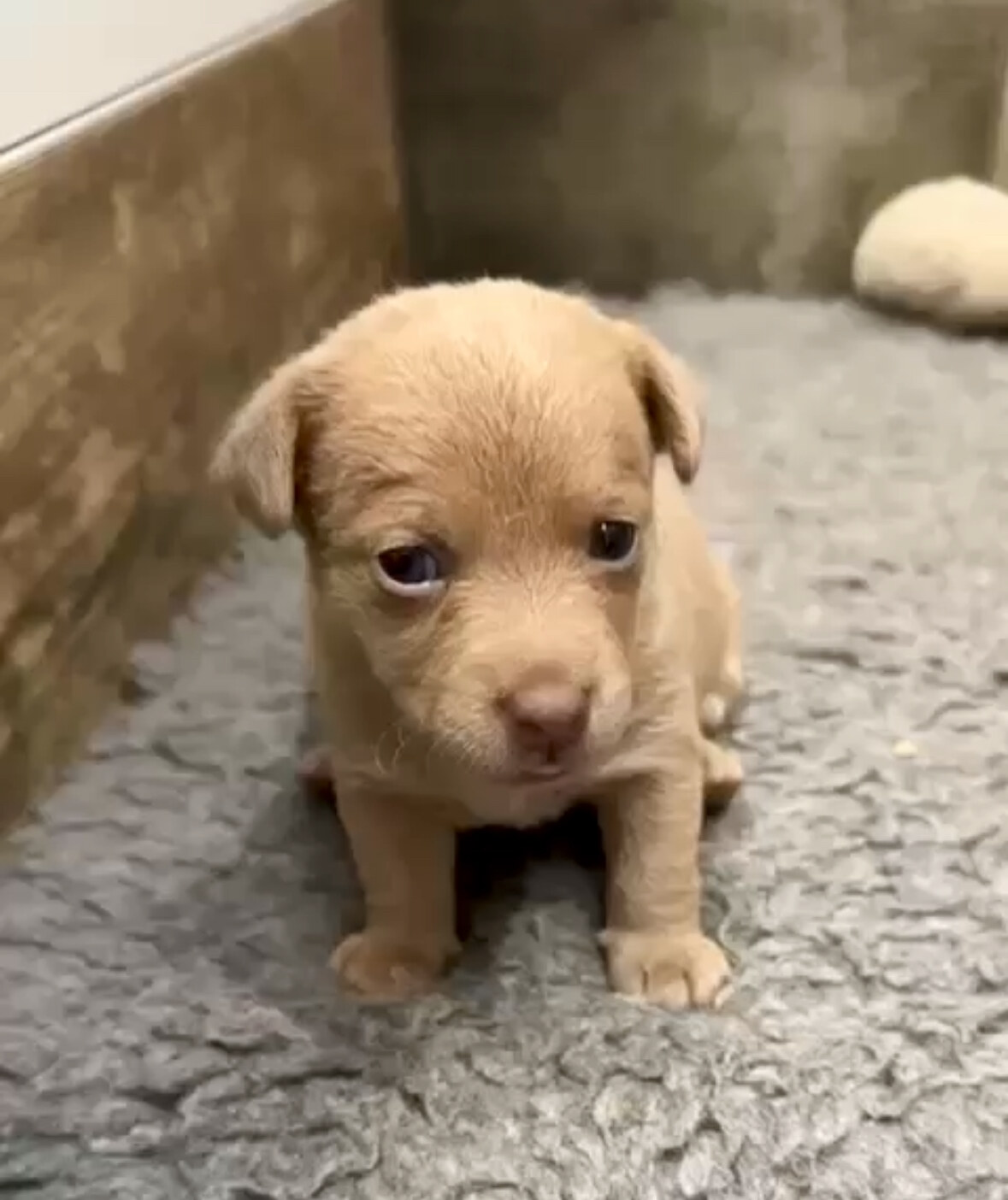 House of Jacks puppy from a previous litter 10