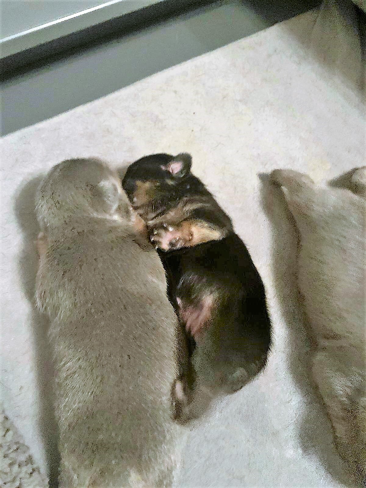 House of Jacks puppy from a previous litter 11