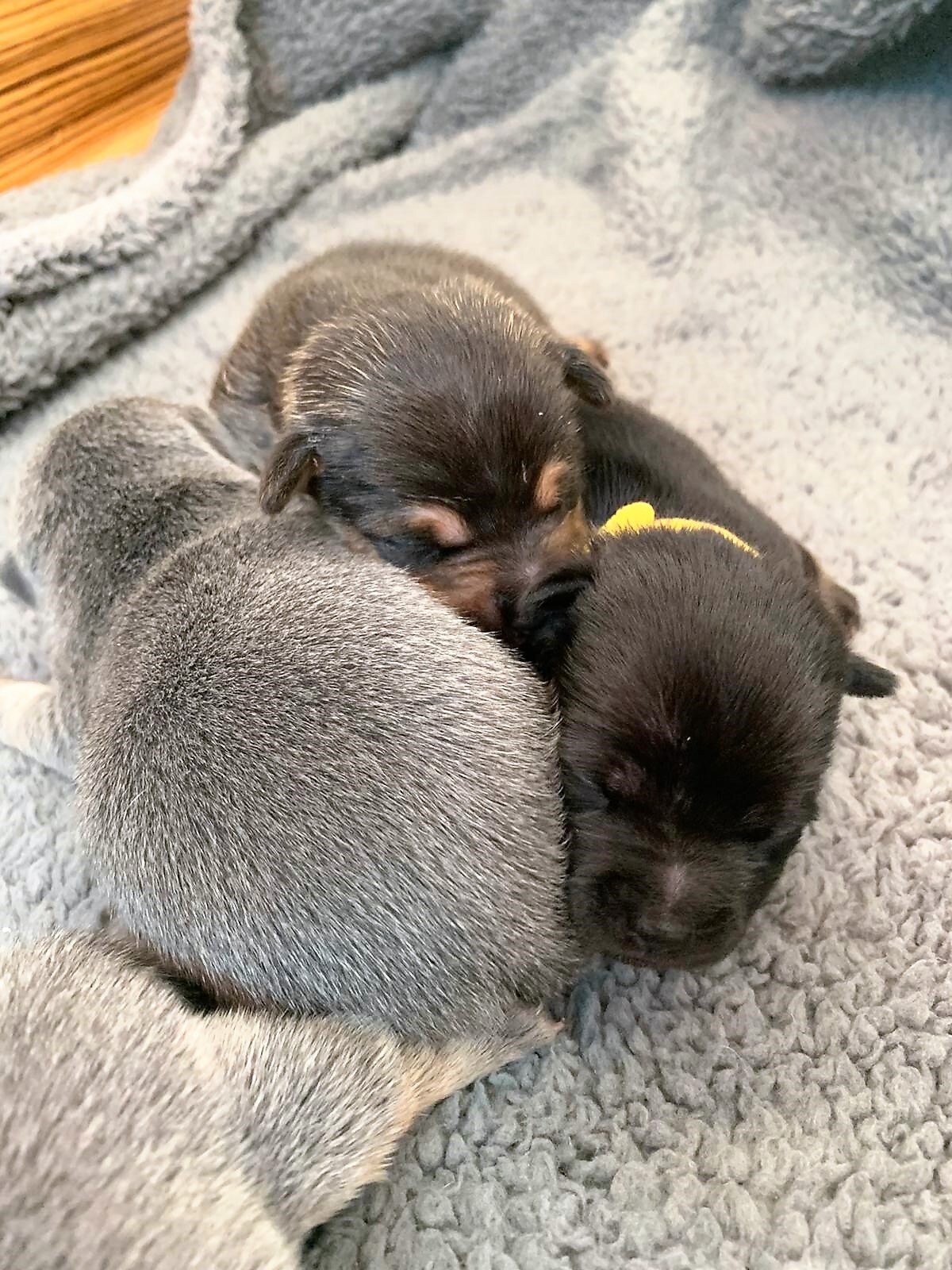 House of Jacks puppy from a previous litter 12