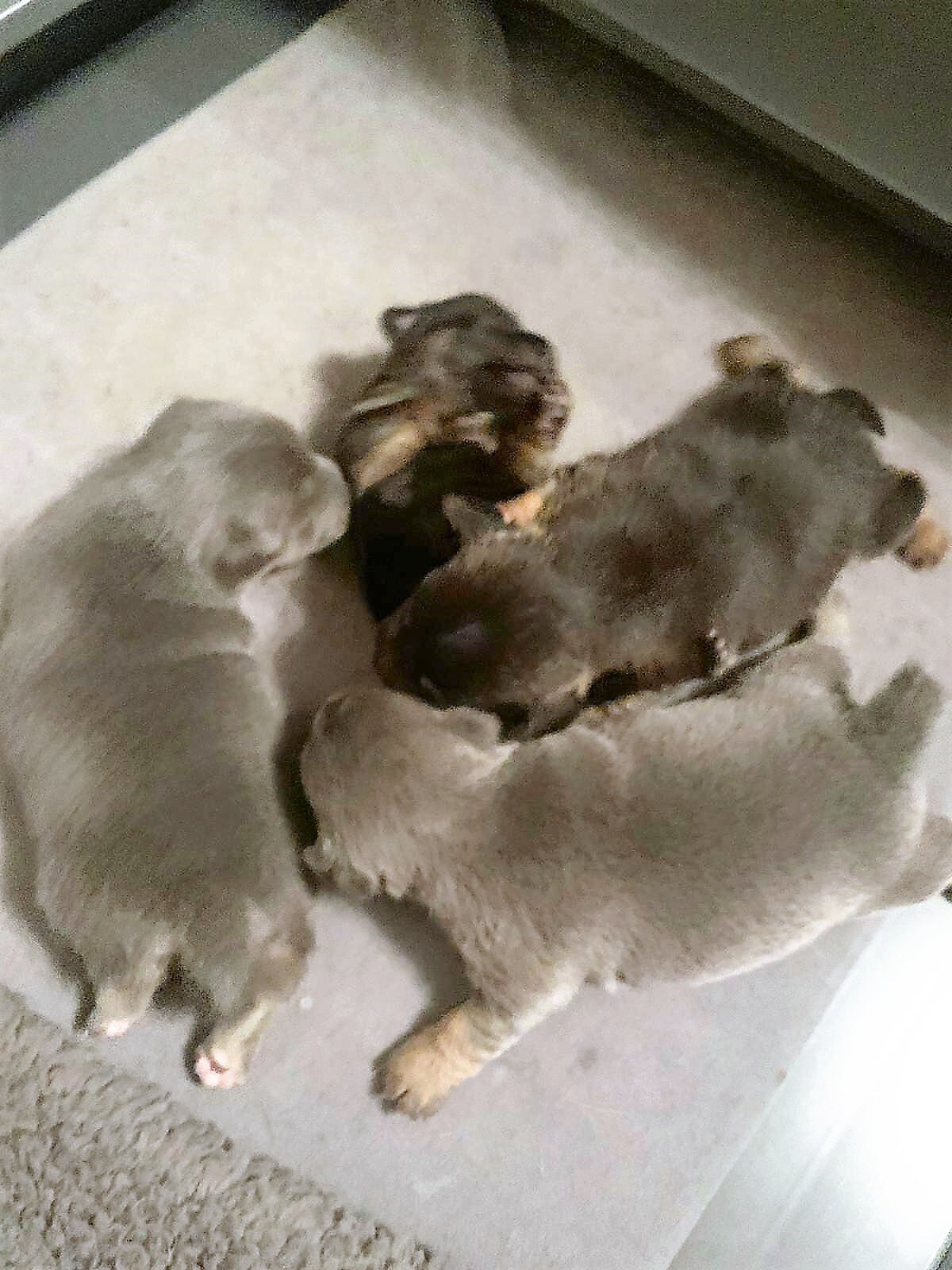 House of Jacks puppy from a previous litter 13