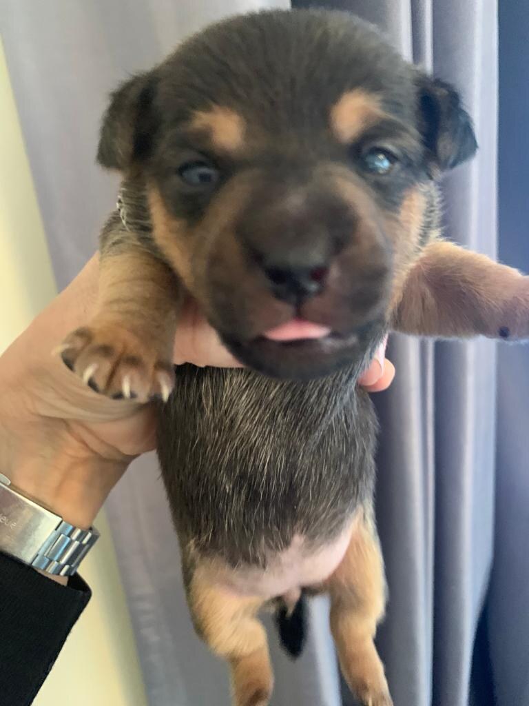 House of Jacks puppy from a previous litter 14