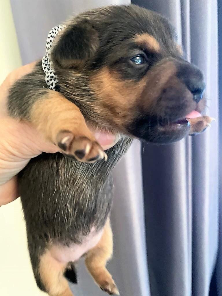 House of Jacks puppy from a previous litter 15