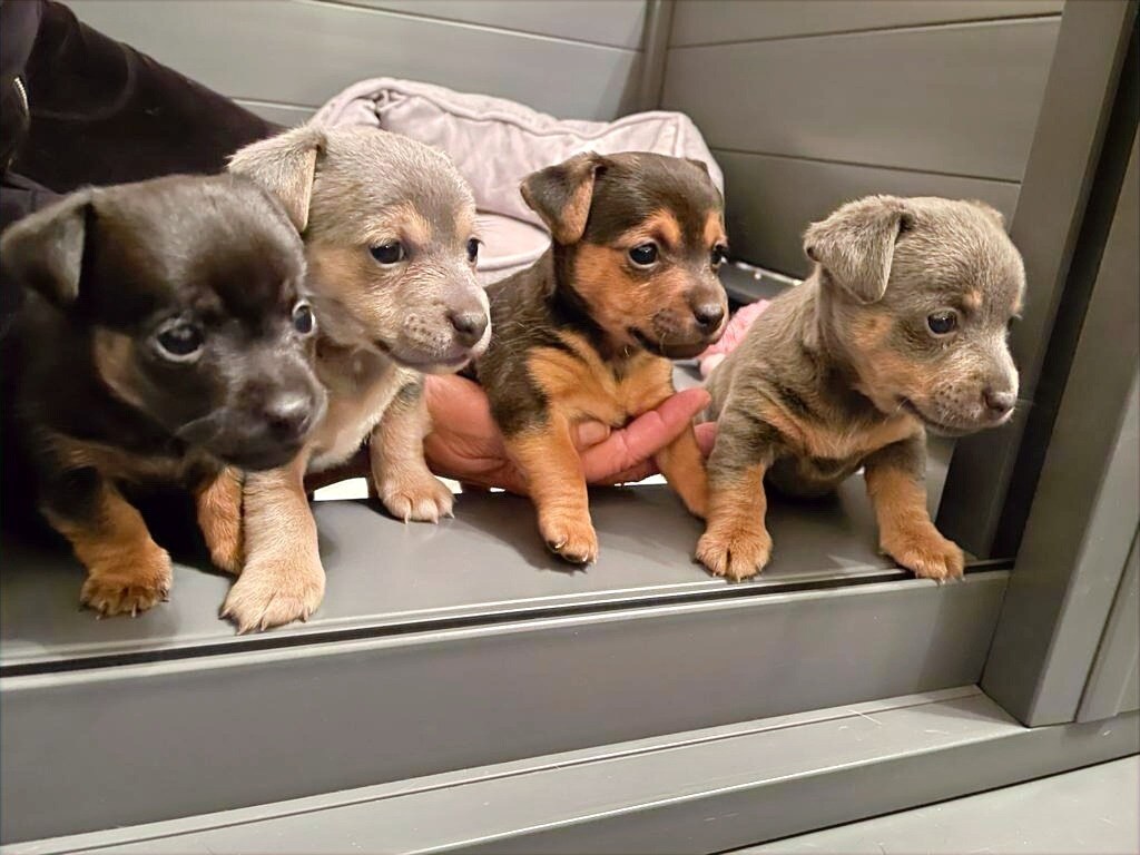 House of Jacks puppy from a previous litter 16