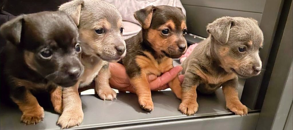 Jack Russell puppies from House of Jacks